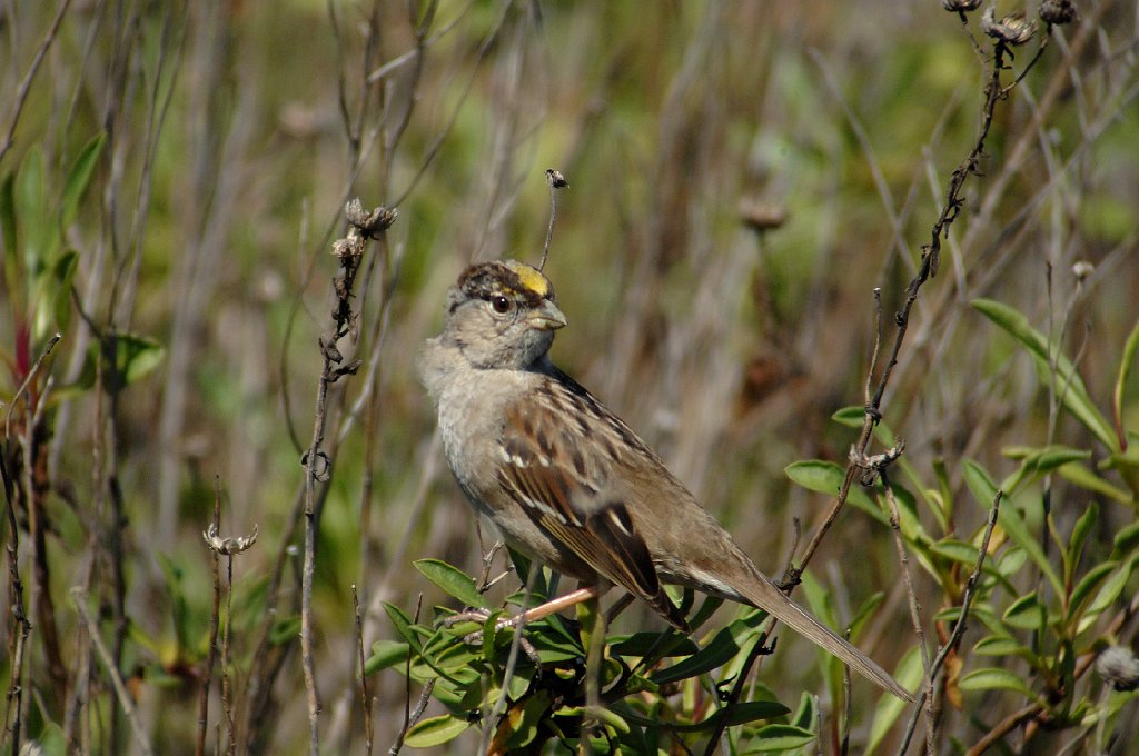 Sparrow, Golden-crowned, 2008-03201300 San Francisco Bay Wildlife Refuge, CA.JPG - Golden-crowned Sparrow. San Francisco Bay National Wildlife Refuge, CA, 3-20-2008